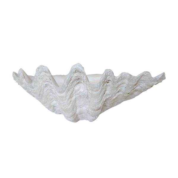 Tridacna Gigas, Rare Giant Clam Shell, 12 x 9 x 4 – Luxe Curations