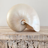 Authentic Rare Nautilus Shell - Polished Pearl