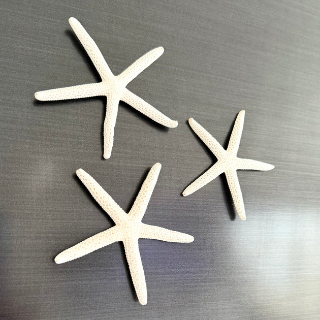 Starfish Fridge Magnets - Assorted Styles