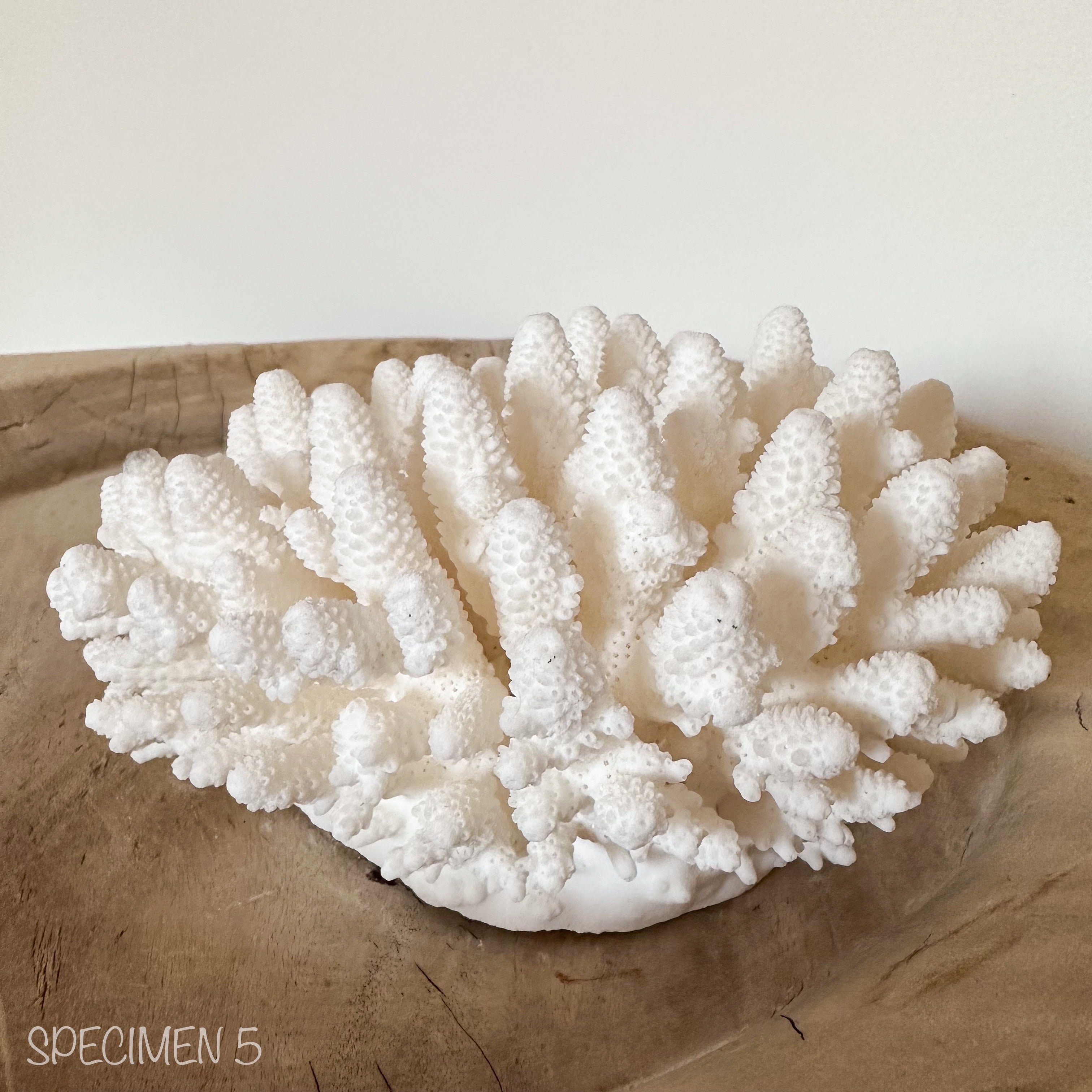 Authentic Coral Pieces - Finger Coral – Rustic White & Wood