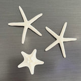 Starfish Fridge Magnets - Assorted Styles