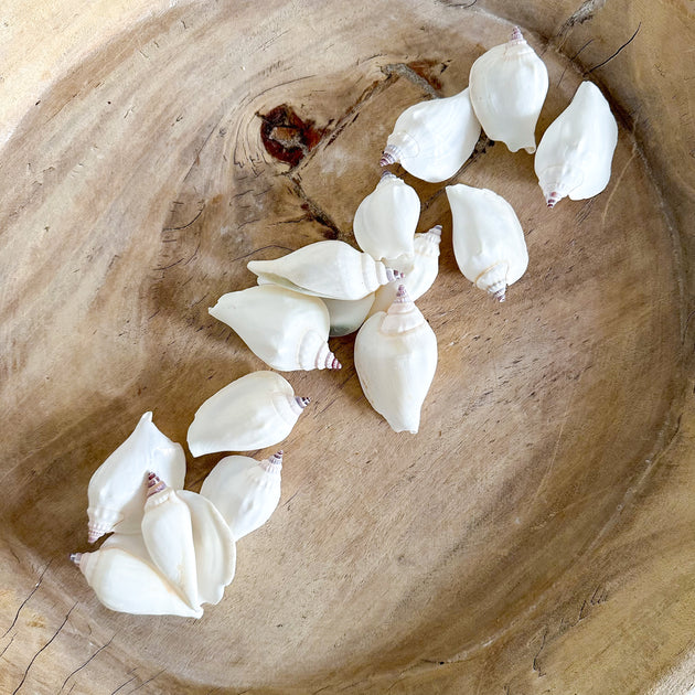 White Swan Conch Shell