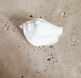 White Swan Conch Shell