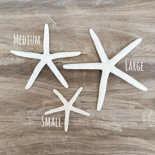 Starfish Fridge Magnets - Assorted Styles