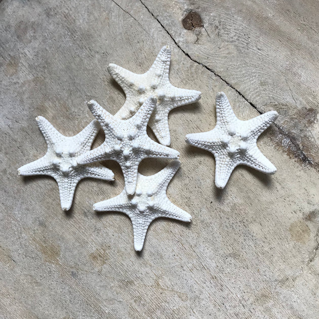 Starfish Fridge Magnets - Assorted Styles